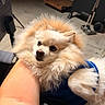 Peety Papa Bear is registered to the contest to win money with this photo: dog, pomeranian, fluffy, pet, blue_harness, resting, arm, indoor, floor, furniture, person, closeup, cute, animal, looking, small_dog, expression, domestic, companion, cozy