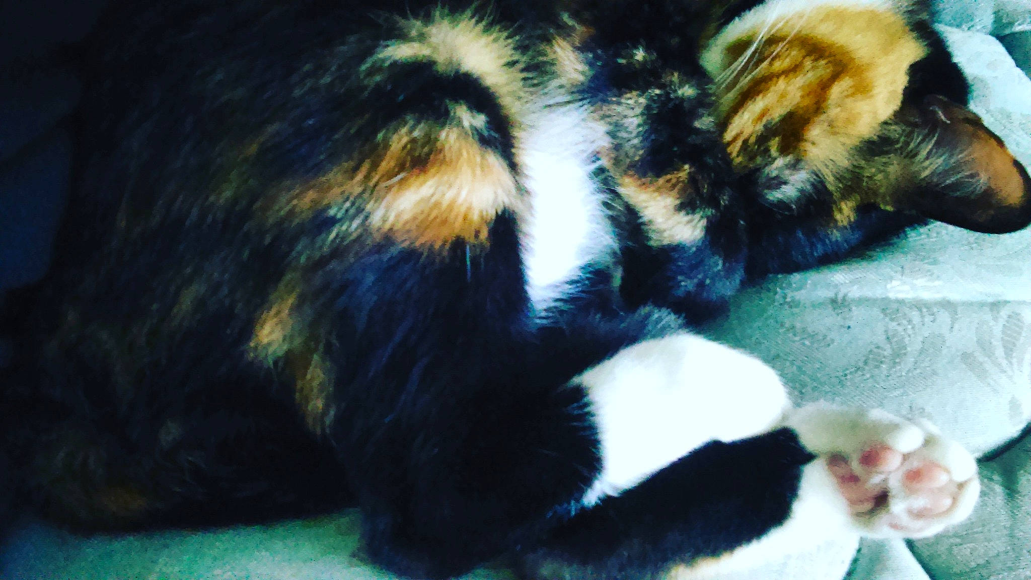 Binx is registered to the contest to win money with this photo: canidae, carnivore, cat, claw, comfort, dog_breed, electric_blue, eye, felidae, fur, grass, macro_photography, paw, small_to_medium_sized_cats, tail, terrestrial_animal, whiskers, wildlife