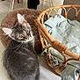 Gugus a rejoint le concours — aidez-le/la à gagner de superbes lots ! cat, gray_cat, pet_bed, wicker_basket, blanket, indoor, floor, furniture, cozy, curious, animal, domestic, fur, whiskers, ears, tail, home, yellow_eyes, soft_texture, relaxed
