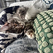 Gugus participe au concours pour gagner de l'argent avec cette photo : cat, kitten, pet, fur, whiskers, paws, cushion, pillows, fabric, pattern, indoor, cozy, resting, cute, animal, feline, closeup, relaxing, soft, home