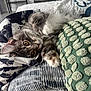 cat, kitten, pet, fur, whiskers, paws, cushion, pillows, fabric, pattern, indoor, cozy, resting, cute, animal, feline, closeup, relaxing, soft, home
