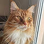Onyx a rejoint le concours — aidez-le/la à gagner de superbes lots ! cat, ginger_cat, fluffy, whiskers, window, indoor, portrait, feline, curious, closeup, pets, animal, golden_eyes, long_hair, soft_light, domestic_cat, looking_out, ears, face