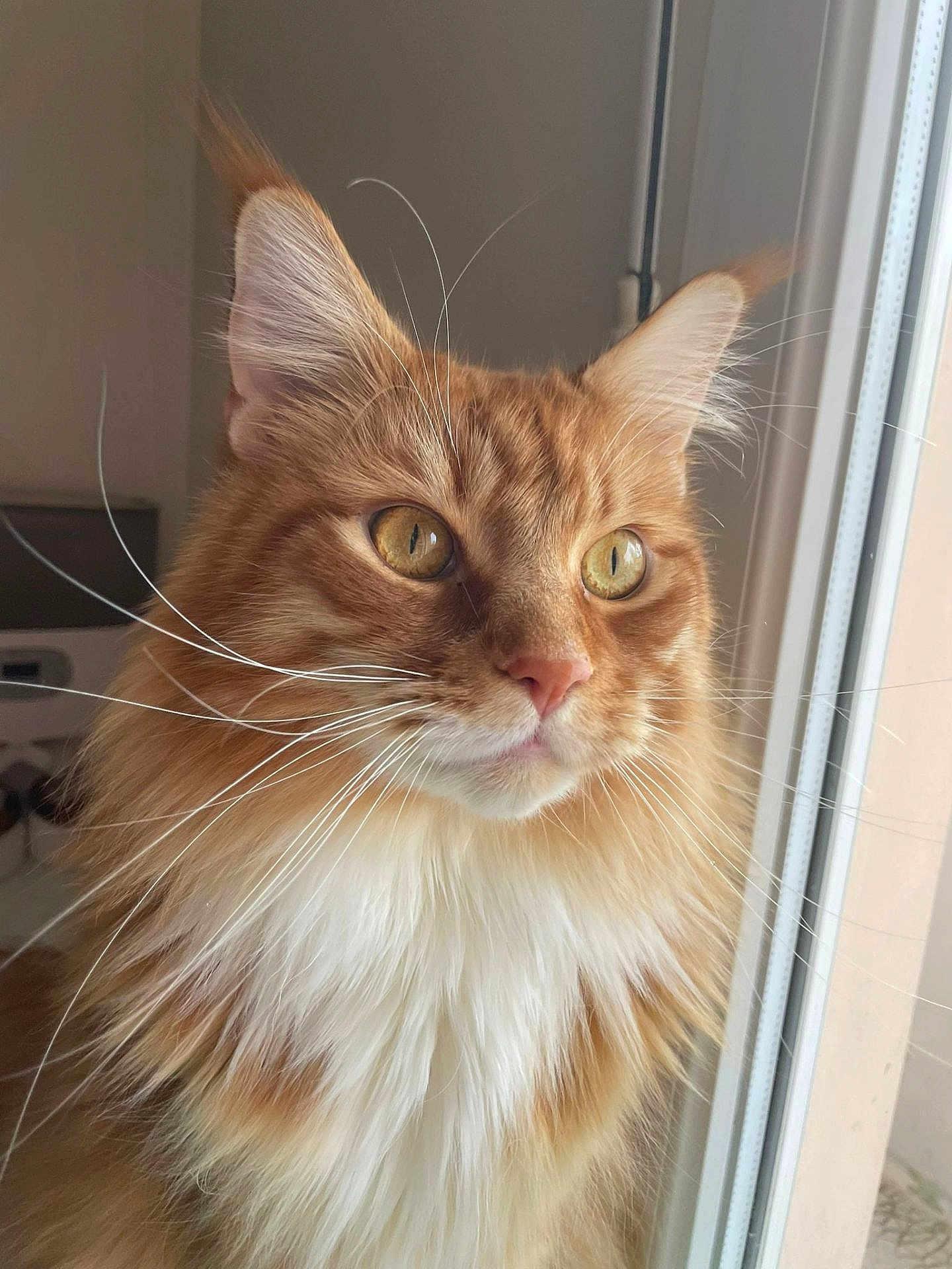 Onyx a rejoint le concours — aidez-le/la à gagner de superbes lots ! cat, ginger_cat, fluffy, whiskers, window, indoor, portrait, feline, curious, closeup, pets, animal, golden_eyes, long_hair, soft_light, domestic_cat, looking_out, ears, face