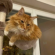 Onyx a rejoint le concours — aidez-le/la à gagner de superbes lots ! cat, orange_tabby, fluffy, cat_tree, hammock, indoor, window, night, city_lights, pet, animal, relaxed, cozy, fur, whiskers, ears, paw, mammal, domestic, cute