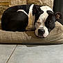 Paco participe au concours pour gagner de l'argent avec cette photo : dog, sleeping, black_and_white, cushion, stone_wall, tile_floor, indoor, pet, resting, cozy, curled_up, snout, ears, fur, quiet, calm, domestic_animal, animal, paw, relaxation