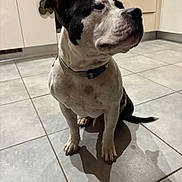 Paco a rejoint le concours — aidez-le/la à gagner de superbes lots ! dog, indoor, kitchen, tile_floor, black_and_white, pet, animal, sitting, shadow, floor, collar, curious, domestic, canine, quiet, household, portrait, companion, calm, background