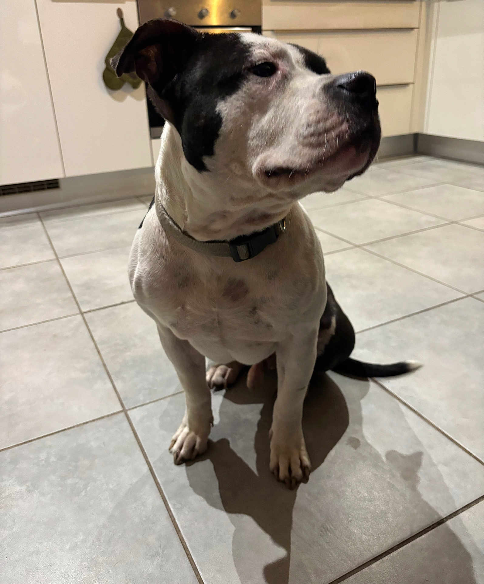 Paco a rejoint le concours — aidez-le/la à gagner de superbes lots ! dog, indoor, kitchen, tile_floor, black_and_white, pet, animal, sitting, shadow, floor, collar, curious, domestic, canine, quiet, household, portrait, companion, calm, background