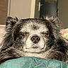 animal, close_up, cozy, cushion, dog, domestic, ears, face, fluffy, fur, indoor, long_hair, muzzle, nose, peaceful, pet, relaxed, resting, sleeping, sunlight