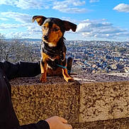 Gucci a rejoint le concours — aidez-le/la à gagner de superbes lots ! animal, arm, blue_sky, cityscape, clouds, curious_expression, daytime, dog, exploration, leash, nature, outdoor, person, pet, scenic_view, small_dog, stone_wall, sunlight, travel, urban