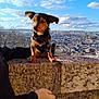 animal, arm, blue_sky, cityscape, clouds, curious_expression, daytime, dog, exploration, leash, nature, outdoor, person, pet, scenic_view, small_dog, stone_wall, sunlight, travel, urban