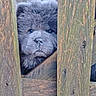 Ange Blue a rejoint le concours — aidez-le/la à gagner de superbes lots ! adorable, animal, backyard, close_up, curious, dog, eyes, fence, fluffy, fur, muzzle, nose, outdoors, peeking, pet, portrait, puppy, slats, wood_texture, wooden_fence
