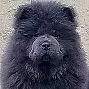 Ange Blue participe au concours pour gagner de l'argent avec cette photo : dog, pet, portrait, fluffy, fur, face, nose, ears, whiskers, indoor, wall_texture, close_up, muzzle, head, cute, stoic, animal, mammal, stare, shaggy