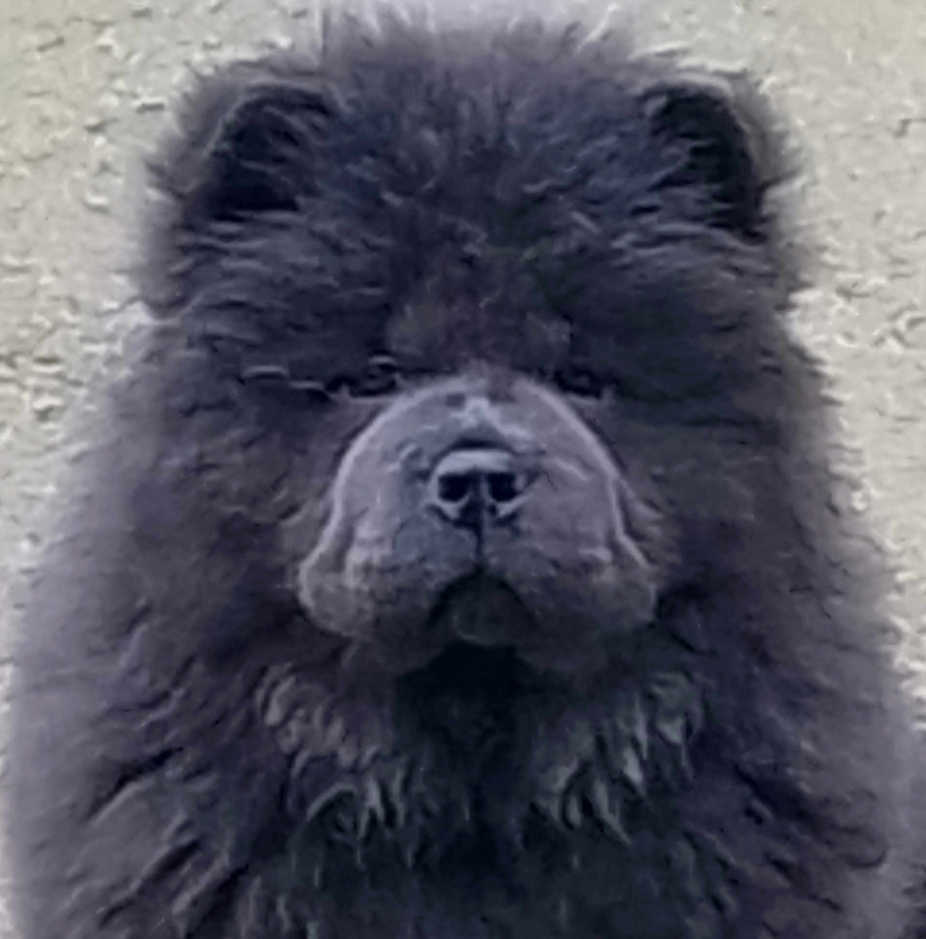 Ange Blue participe au concours pour gagner de l'argent avec cette photo : dog, pet, portrait, fluffy, fur, face, nose, ears, whiskers, indoor, wall_texture, close_up, muzzle, head, cute, stoic, animal, mammal, stare, shaggy