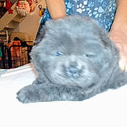 Ange Blue a rejoint le concours — aidez-le/la à gagner de superbes lots ! bed, black_fur, blanket, blurry, cage, close_up, crate, cute, decorations, dog, flash, furniture, hand, indoor, overexposed, person, pet, puppy, santa_ornament, sleepy