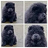 Ange Blue a rejoint le concours — aidez-le/la à gagner de superbes lots ! black_fur, calm, chow_chow, closeup, collage, cute, dog, eyes, fluffy, four_panel, fur, muzzle, nose, outdoor, pavement, paws, portrait, puppy, sitting, texture