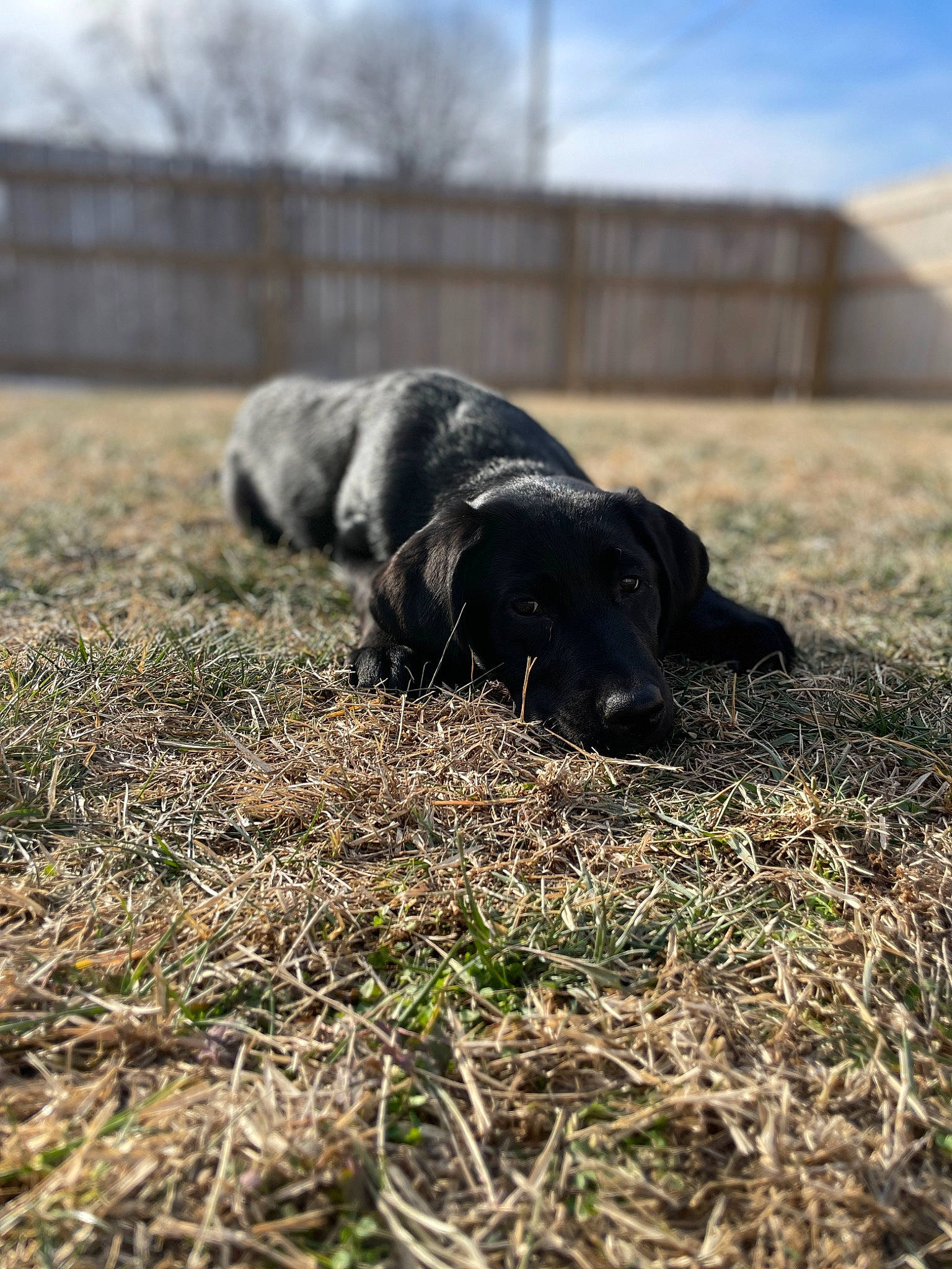 Jolyne is registered to the contest to win money with this photo: canidae, carnivore, cloud, companion_dog, dog, dog_breed, field, grass, grassland, gun_dog, plant, shadow, sky, snout, soil, sporting_group, tail, terrestrial_animal, tints_and_shades, working_animal