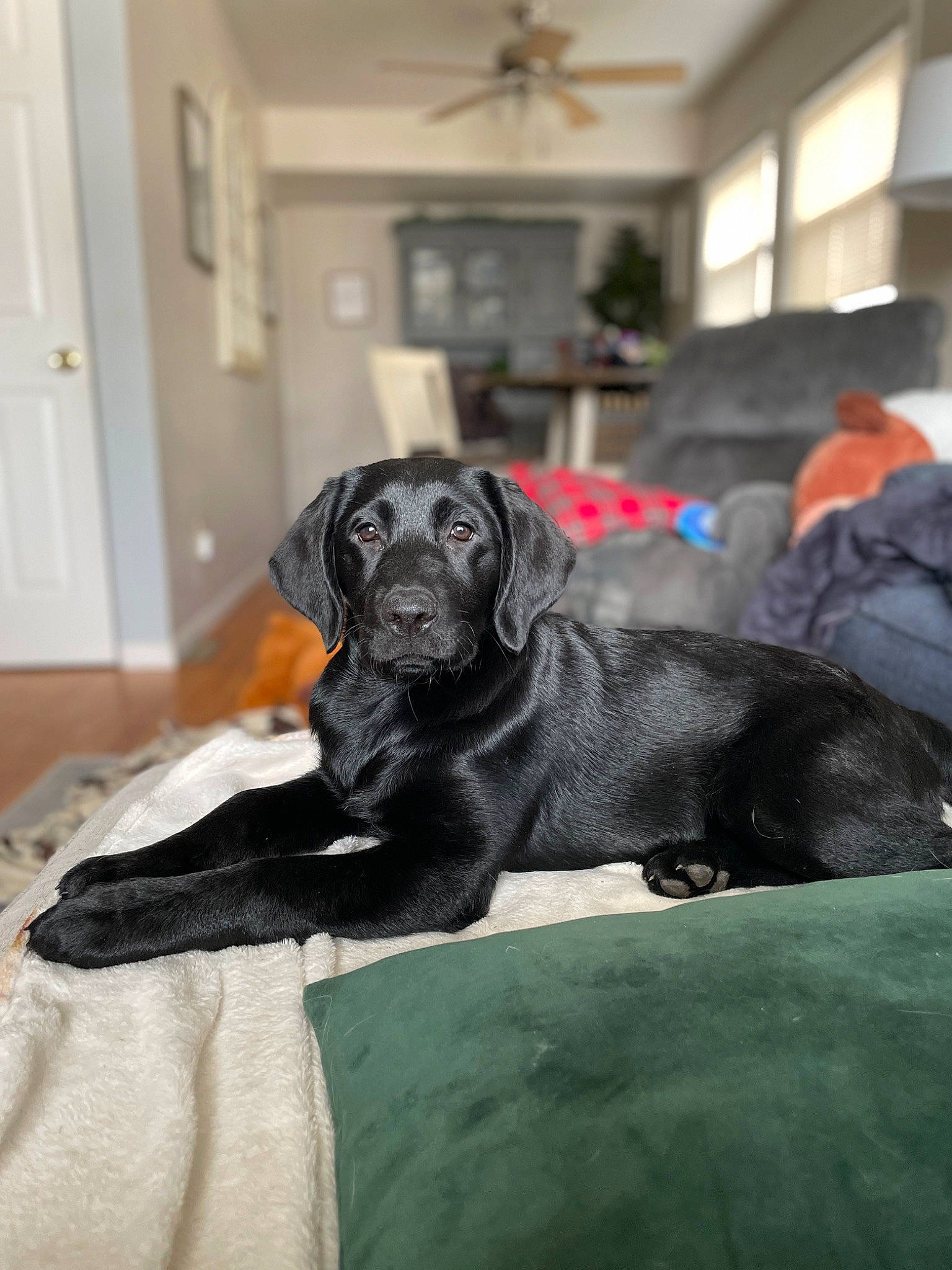 Jolyne joined the competition — help win amazing prizes! borador, canidae, carnivore, ceiling_fan, comfort, companion_dog, dog, dog_breed, door, fawn, flooring, fur, grey, gun_dog, mechanical_fan, picture_frame, snout, sporting_group, whiskers, working_animal