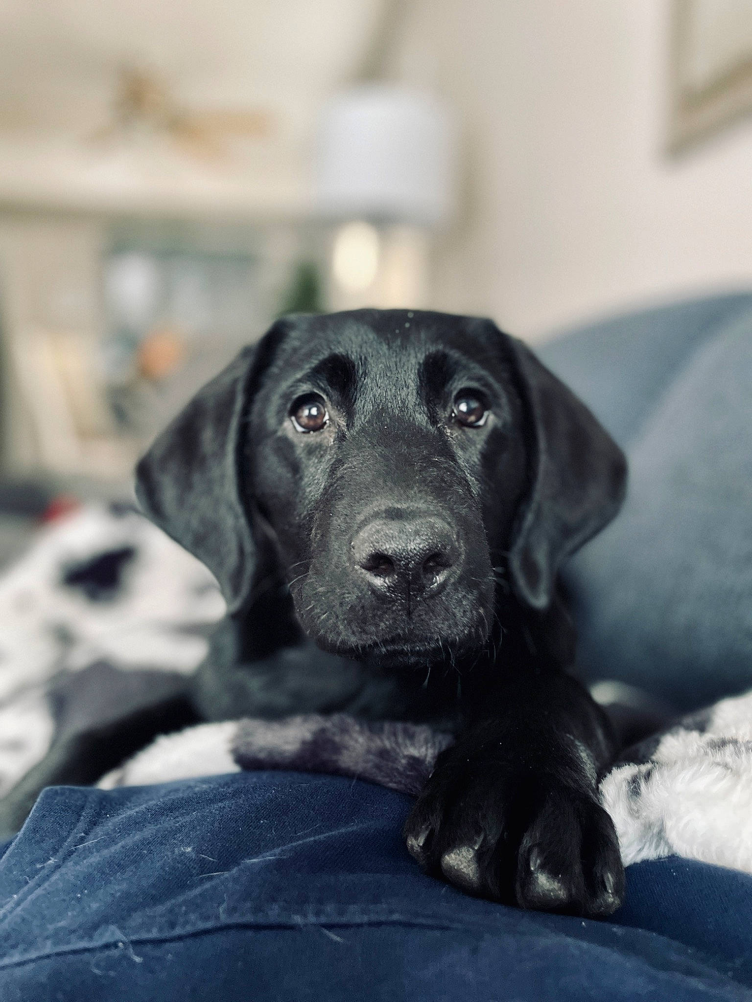 Jolyne joined the competition — help win amazing prizes! borador, canidae, carnivore, comfort, companion_dog, dog, dog_breed, eye, fur, gun_dog, labrador_retriever, liver, monochrome_photography, retriever, sitting, snout, sporting_group, terrestrial_animal, whiskers, working_animal