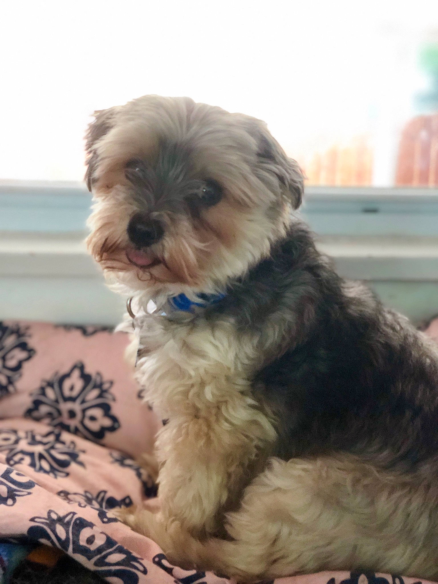 Chewie joined the competition — help win amazing prizes! canidae, carnivore, companion_dog, dog, dog_breed, dog_supply, fur, liver, mal_shi, maltepoo, poodle_crossbreed, shih_poo, small_terrier, snout, sporting_group, terrier, toy_dog, water_dog, working_animal, yorkipoo