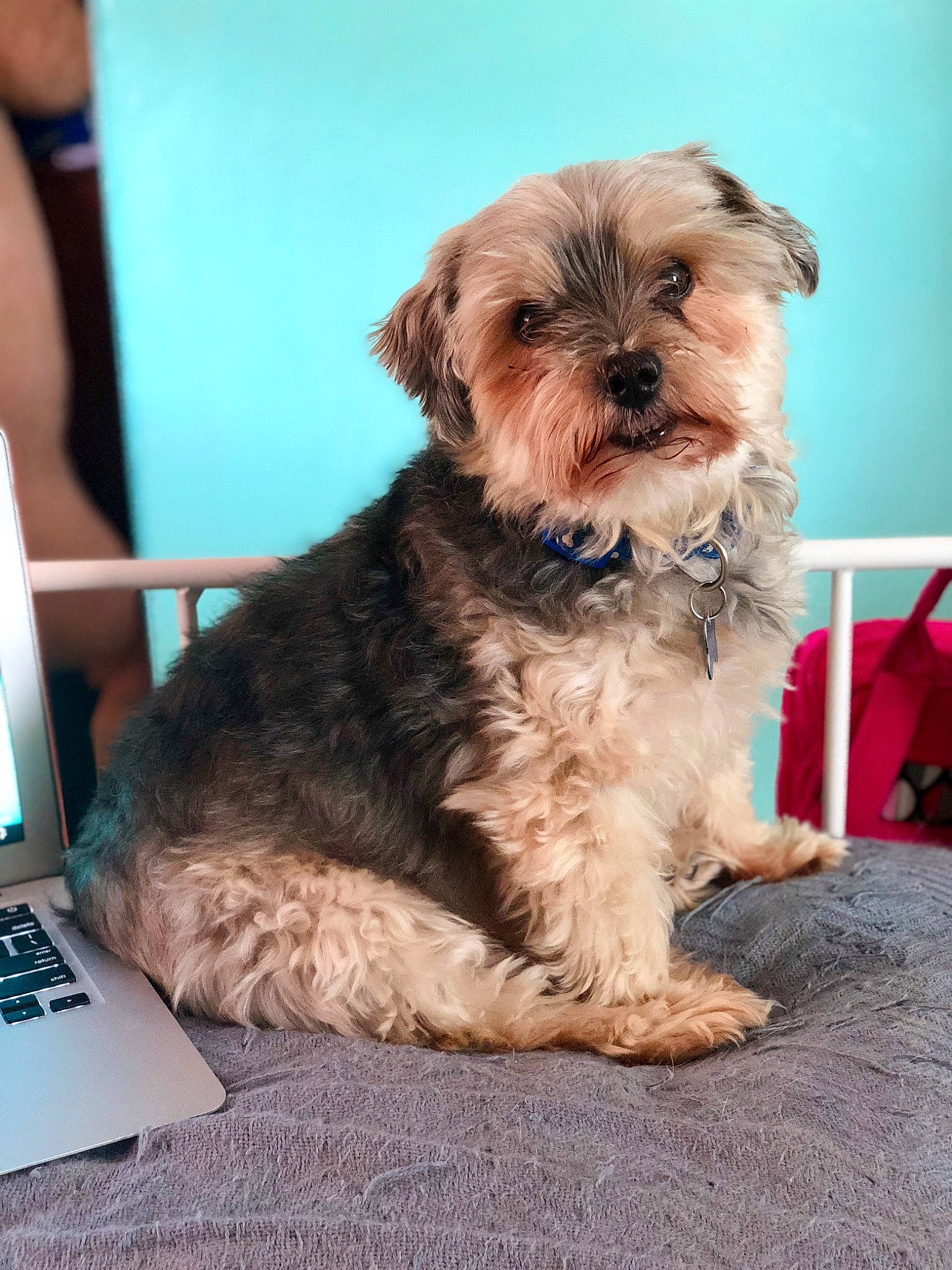 Chewie is registered to the contest to win money with this photo: carnivore, chair, companion_dog, computer, computer_keyboard, dog, dog_breed, dog_supply, fur, input_device, laptop, liver, maltepoo, personal_computer, small_terrier, snout, sporting_group, terrier, toy_dog, working_animal