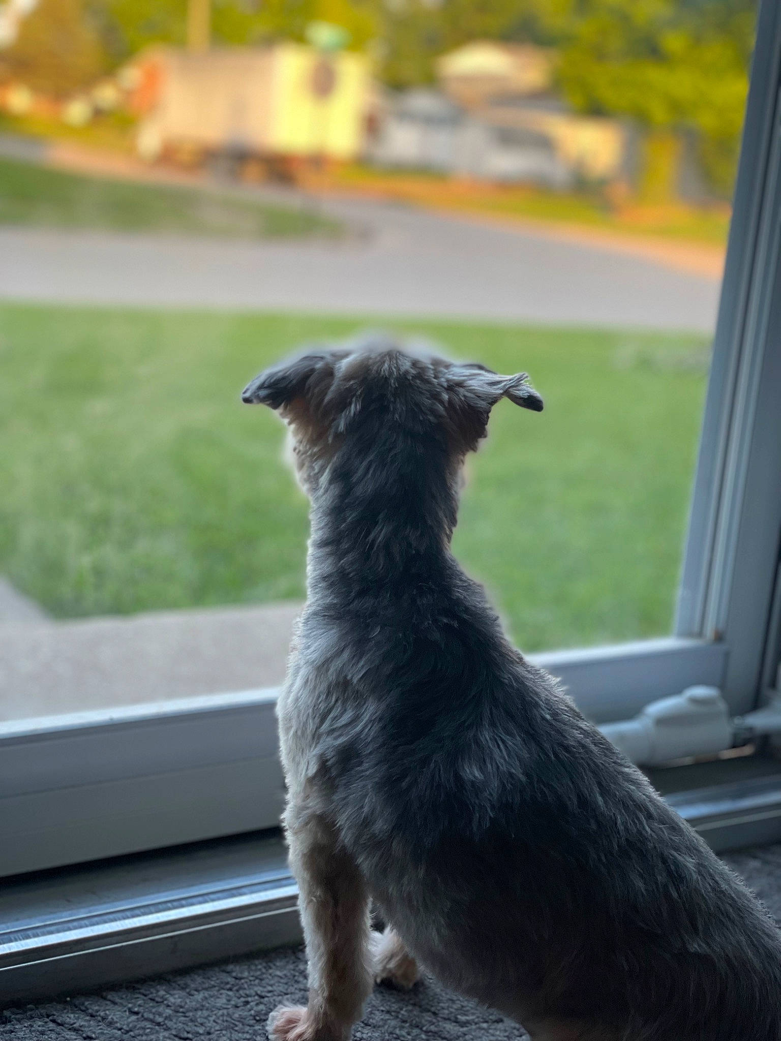 Chewie joined the competition — help win amazing prizes! canidae, carnivore, companion_dog, dog, dog_breed, fawn, fur, grass, grey, plant, shadow, sitting, snout, sporting_group, tail, terrestrial_animal, terrier, tints_and_shades, whiskers, window