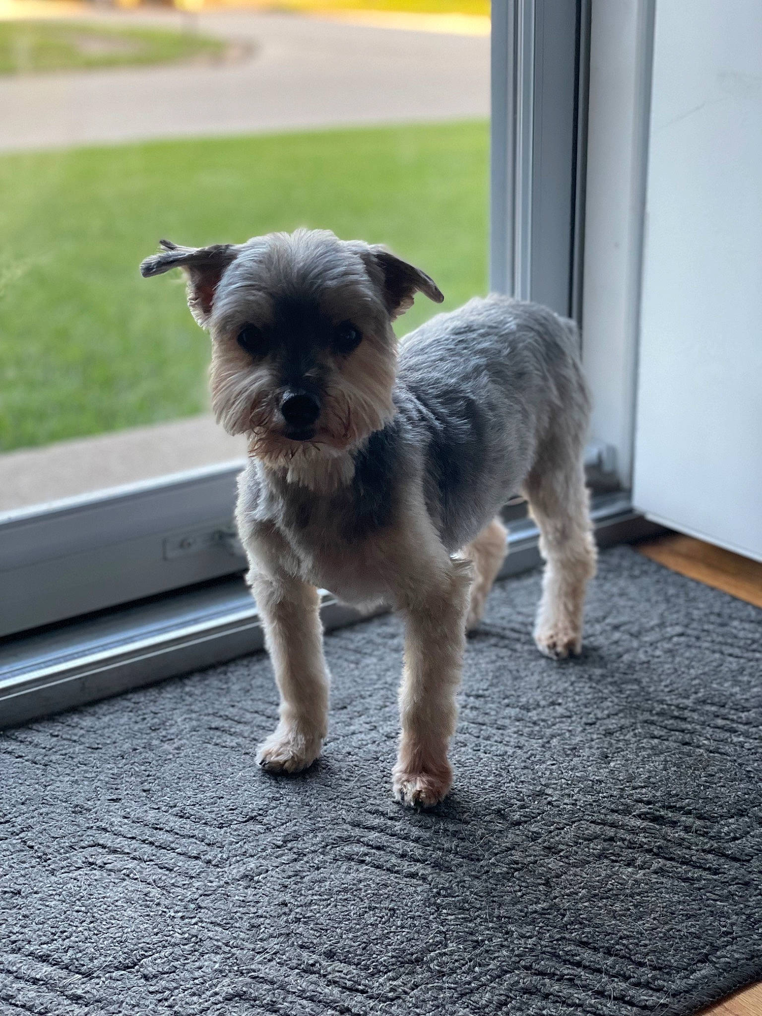 Chewie is registered to the contest to win money with this photo: canidae, carnivore, companion_dog, dog, dog_breed, dog_supply, door, fawn, flooring, fur, non_sporting_group, puppy, small_terrier, snout, sporting_group, tail, terrier, toy_dog, working_animal, working_dog