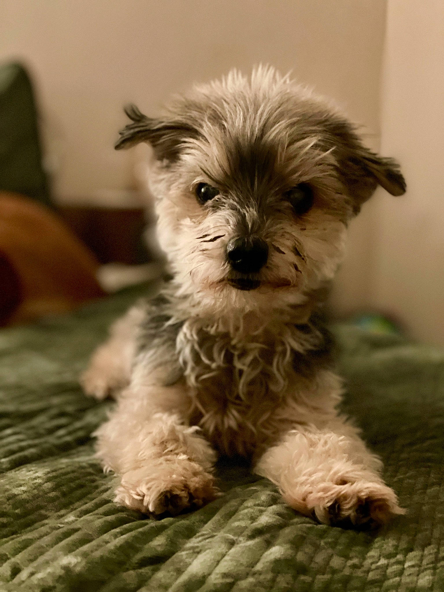 Chewie joined the competition — help win amazing prizes! biewer_terrier, canidae, carnivore, companion_dog, dog, dog_breed, dog_supply, fawn, fur, liver, maltepoo, shih_poo, small_terrier, snout, sporting_group, terrestrial_animal, terrier, toy_dog, water_dog, working_animal