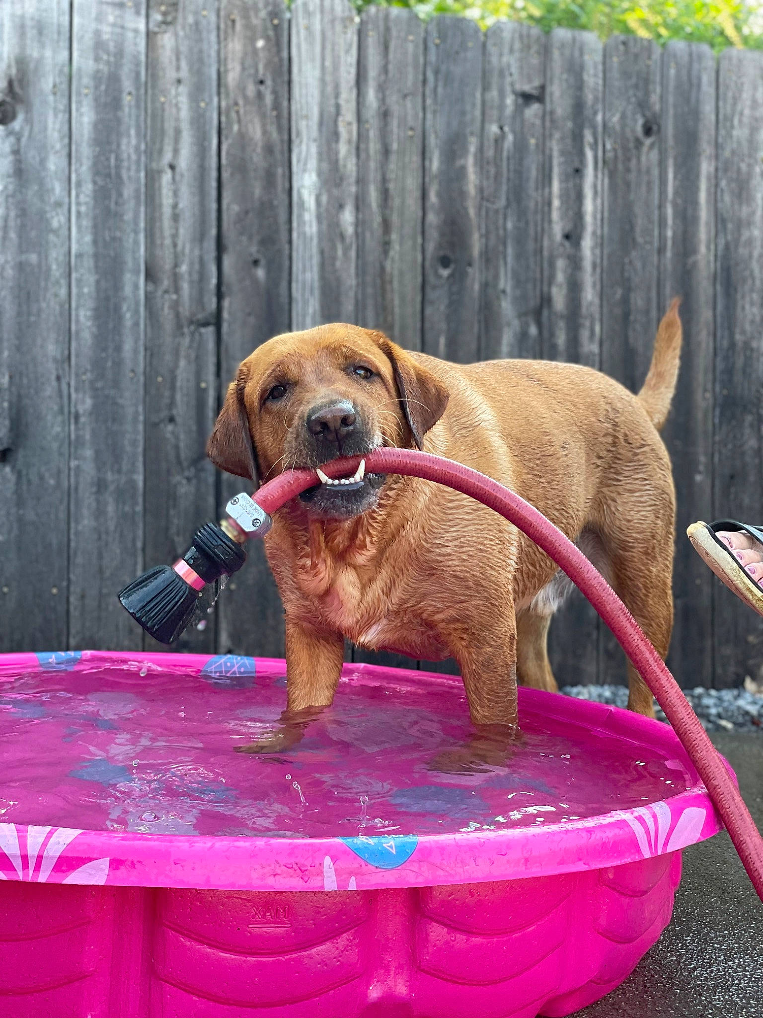 Witten is registered to the contest to win money with this photo: canidae, carnivore, collar, companion_dog, dog, dog_breed, dog_collar, dog_supply, fawn, fence, grass, leash, liver, magenta, pet_supply, snout, sporting_group, table, wood, working_animal