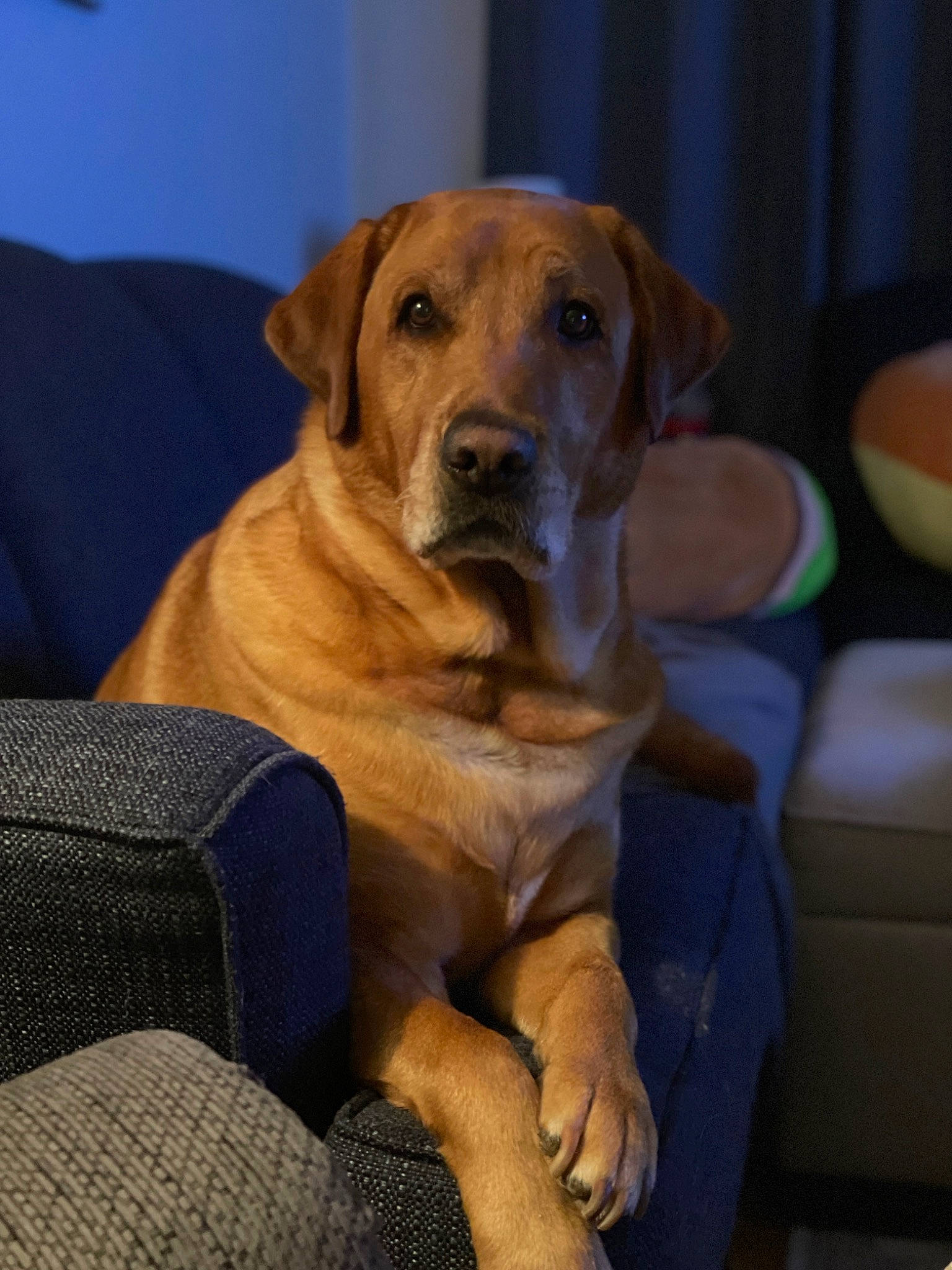 Witten joined the competition — help win amazing prizes! carnivore, collar, comfort, companion_dog, dog, dog_breed, dog_collar, dog_supply, fawn, fur, guard_dog, paw, pet_supply, snout, sporting_group, whiskers, working_animal, working_dog, wrinkle