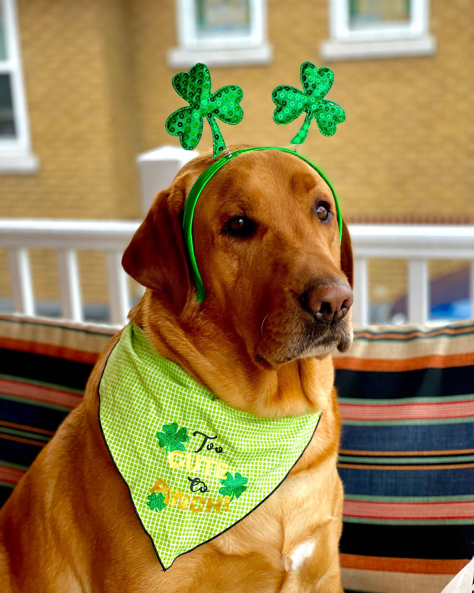 Witten is registered to the contest to win money with this photo: carnivore, collar, companion_dog, dog, dog_breed, dog_clothes, dog_collar, dog_supply, fashion_accessory, fawn, green, hat, liver, personal_protective_equipment, pet_supply, sleeve, snout, sporting_group, window, working_animal