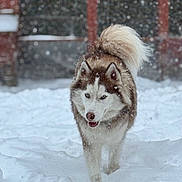 Freya is registered to the contest to win money with this photo: animal, background, blue_eyes, canine, cold, daylight, dog, fur, husky, nature, outdoor, pet, portrait, red_brick, snow, snowfall, snowy_ground, tail, walking, winter