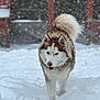 animal, background, blue_eyes, canine, cold, daylight, dog, fur, husky, nature, outdoor, pet, portrait, red_brick, snow, snowfall, snowy_ground, tail, walking, winter