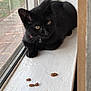 black_cat, cat, windowsill, cat_food, indoor, pet, feline, animal, collar, curious, resting, window, daylight, close_up, domestic_cat, whiskers, ears, paws, fur, looking