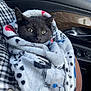 animal, black_cat, blanket, car_interior, cat, closeup, comfort, cozy, curious, cute, fur, holding, human_arm, indoor, kitten, pet, seat, soft_texture, warmth, wrapped