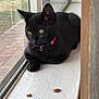 Maxxine Shaw joined the competition — help win amazing prizes! black_cat, kitten, pink_collar, windowsill, cat_food, indoor, window, pet, animal, fur, curious, young_cat, domestic_cat, resting, side_view, natural_light, closeup, whiskers, ears, outdoor_view