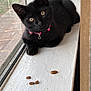 Maxxine Shaw is registered to the contest to win money with this photo: black_cat, kitten, pet, windowsill, pink_collar, cat_food, indoor, curious, feline, animal, young_cat, looking, close_up, domestic_cat, golden_eyes, resting, paw, window, daylight, white_surface