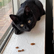 Maxxine Shaw joined the competition — help win amazing prizes! black_cat, cat, animal, pet, windowsill, kibble, food, indoor, curious, fur, whiskers, golden_eyes, window, natural_light, relaxed, resting, closeup, domestic_cat, feline, quiet