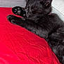 adorable, animal, black_cat, close_up, cozy, cute, domestic_cat, feline, fur, indoor, kitten, paw, pet, red_blanket, relaxed, resting, sleeping, small, soft, whiskers