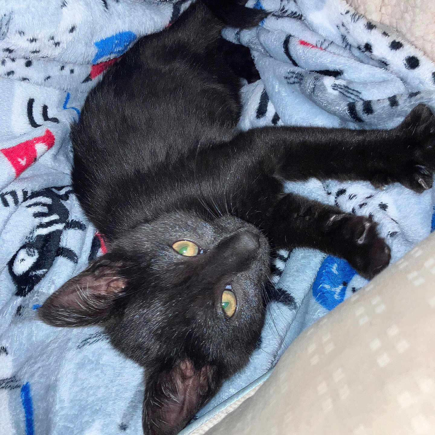 Maxxine Shaw is registered to the contest to win money with this photo: animal, black_cat, close_up, cozy, cute, domestic_cat, fleece_blanket, fur, indoor, kitten, paw, pet, relaxed, resting, sleepy, soft_texture, stretching, whiskers, yellow_eyes, young_animal