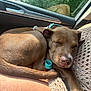 Tuck is registered to the contest to win money with this photo: animal, brown_fur, car_interior, closed_eyes, closeup, collar, companion, crocheted_clothing, cute, dog, lap, napping, pet, puppy, relaxing, seatbelt, sleeping, sunlight, texture, warm_light