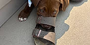 Tuck is registered to the contest to win money with this photo: brown_dog, casual, close_up, collar, curious, dog, floor, footwear, harness, outdoor, paw, pet, playful, puppy, resting, sandal, shadow, sunlight, texture, towel