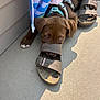 brown_dog, casual, close_up, collar, curious, dog, floor, footwear, harness, outdoor, paw, pet, playful, puppy, resting, sandal, shadow, sunlight, texture, towel