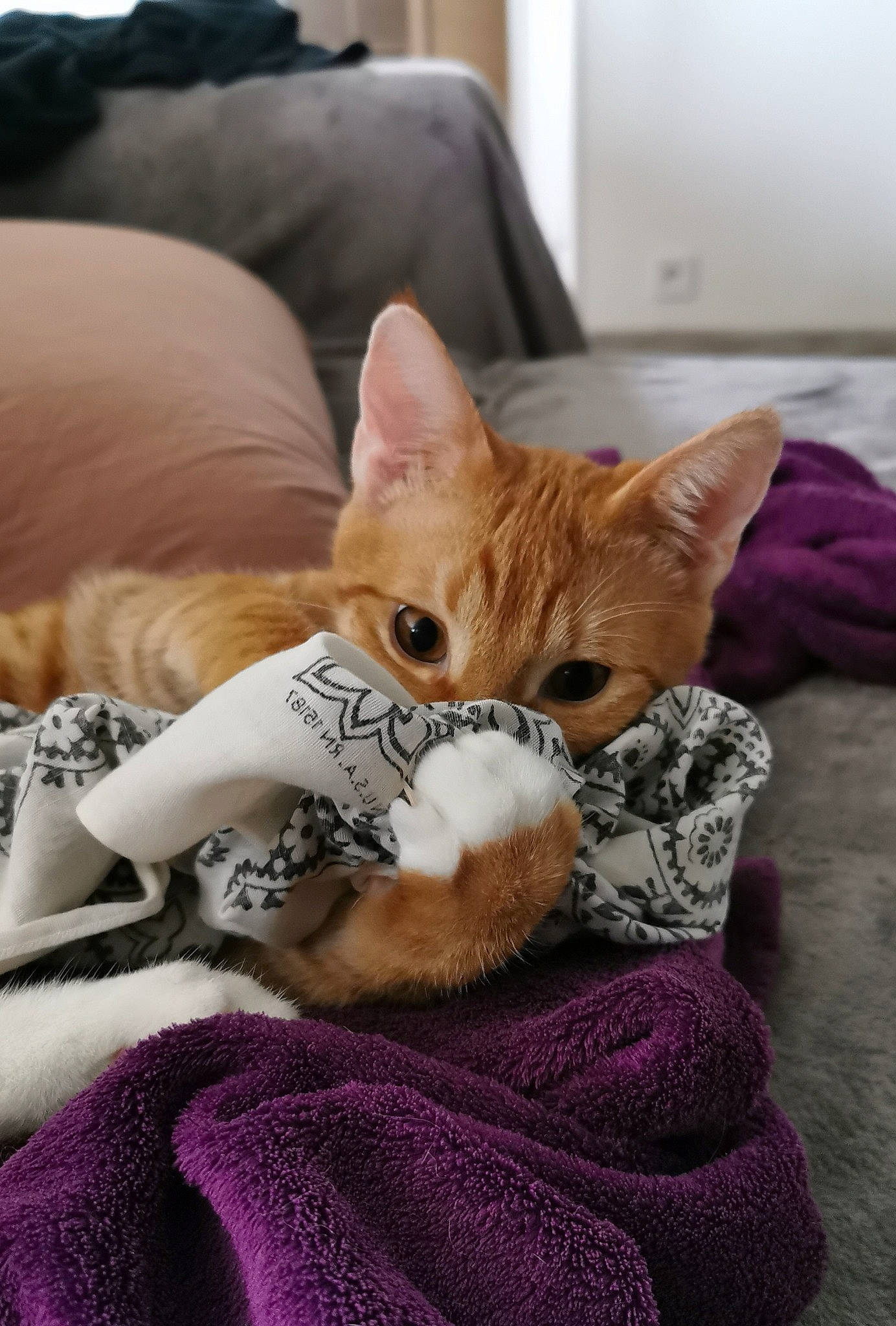 Shiro participe au concours pour gagner de l'argent avec cette photo : carnivore, cat, collar, comfort, domestic_short_haired_cat, fawn, felidae, fur, linens, paw, pet_supply, picture_frame, room, sitting, small_to_medium_sized_cats, snout, tail, textile, whiskers, wood