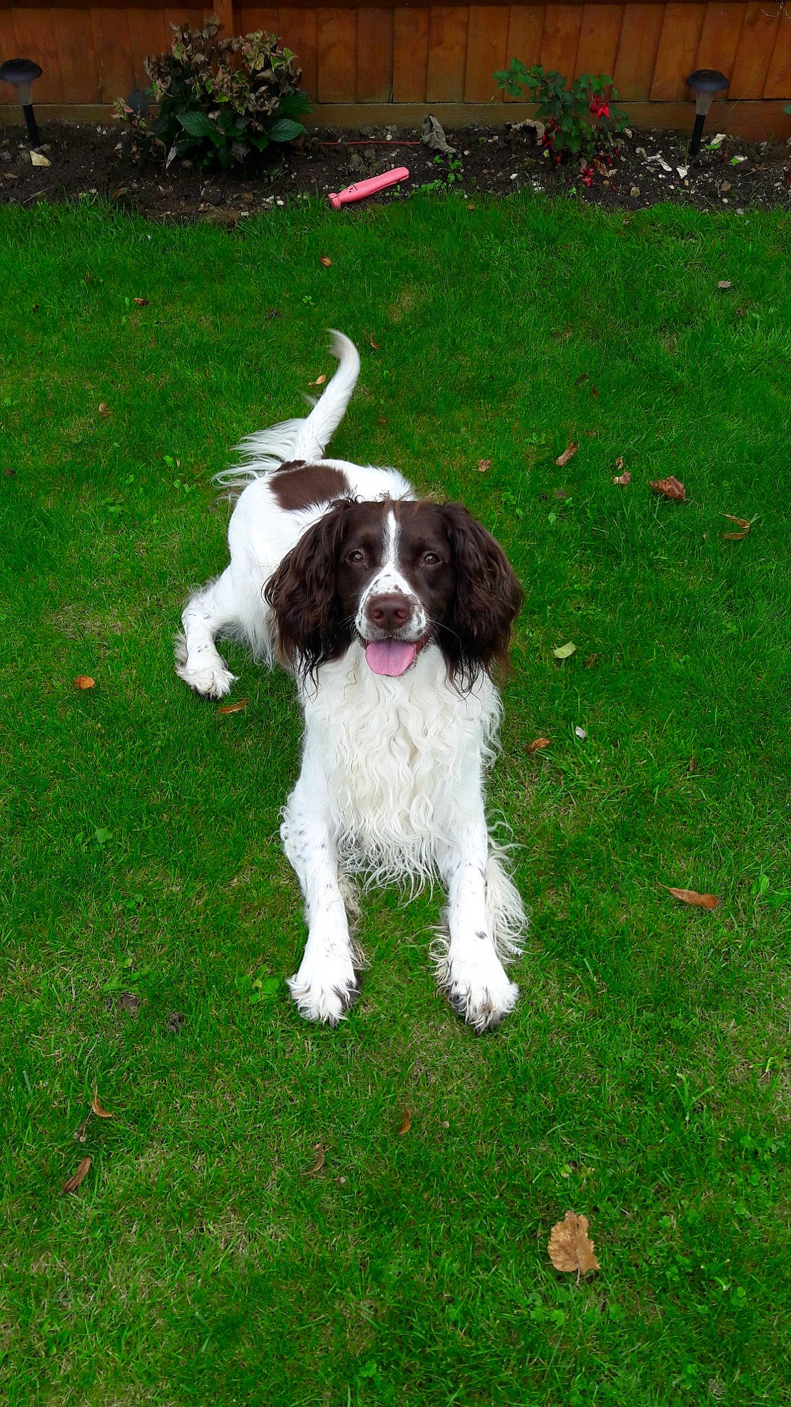 Jed joined the competition — help win amazing prizes! canidae, carnivore, companion_dog, dog, dog_breed, drentse_patrijshond, english_springer_spaniel, french_spaniel, german_longhaired_pointer, german_spaniel, large_munsterlander, mammal, rare_breed_dog, russian_spaniel, small_munsterlander, spaniel, sporting_group, vertebrate, welsh_springer_spaniel, wetterhoun