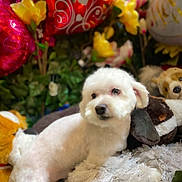 Fluffy is registered to the contest to win money with this photo: animal, balloon, blanket, celebration, companion, cute, decor, dog, fluffy, fur, green_leaves, indoor, pet, plush_toy, red_balloon, relaxed, soft_texture, stuffed_animal, white_dog, yellow_flower