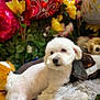 animal, balloon, blanket, celebration, companion, cute, decor, dog, fluffy, fur, green_leaves, indoor, pet, plush_toy, red_balloon, relaxed, soft_texture, stuffed_animal, white_dog, yellow_flower