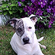 Pete'Te Ja'quan joined the competition — help win amazing prizes! dog, pet, canine, white_dog, brindle, lying_down, grass, garden, purple_flowers, clematis, outdoor, portrait, close_up, animal, floppy_ears, black_nose, brown_eyes, long_legs, nature, colorful_background