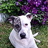 dog, pet, canine, white_dog, brindle, lying_down, grass, garden, purple_flowers, clematis, outdoor, portrait, close_up, animal, floppy_ears, black_nose, brown_eyes, long_legs, nature, colorful_background