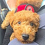 Mace is registered to the contest to win money with this photo: puppy, dog, curly_hair, close_up, red_harness, pet, animal, cute, resting, lap, eyes, nose, furry, adorable, indoor, person, hand, soft, companion, young
