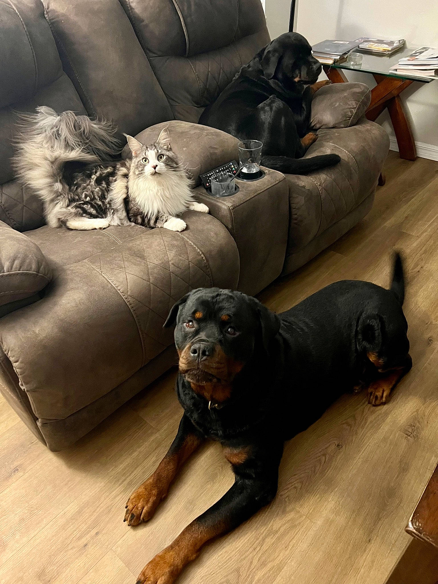 Marvel is registered to the contest to win money with this photo: brown, carnivore, comfort, companion_dog, couch, dog, dog_breed, fawn, floor, flooring, grey, hardwood, liver, living_room, pillow, sporting_group, studio_couch, table, wood, working_animal